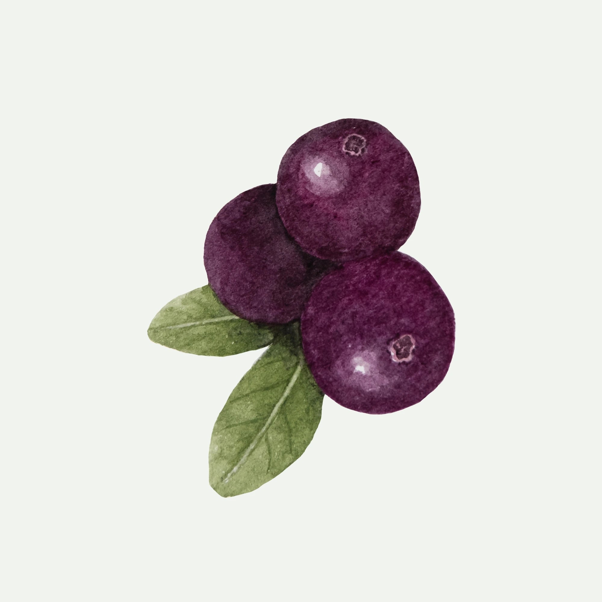ACAI OIL for sundamage