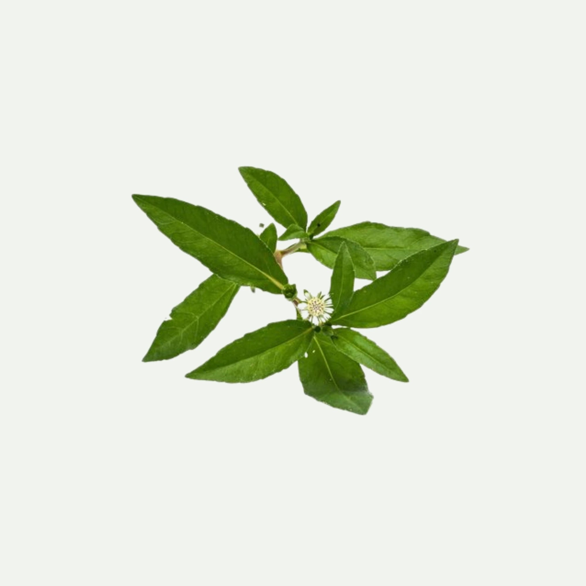 BHRINGRAJ EXTRACT