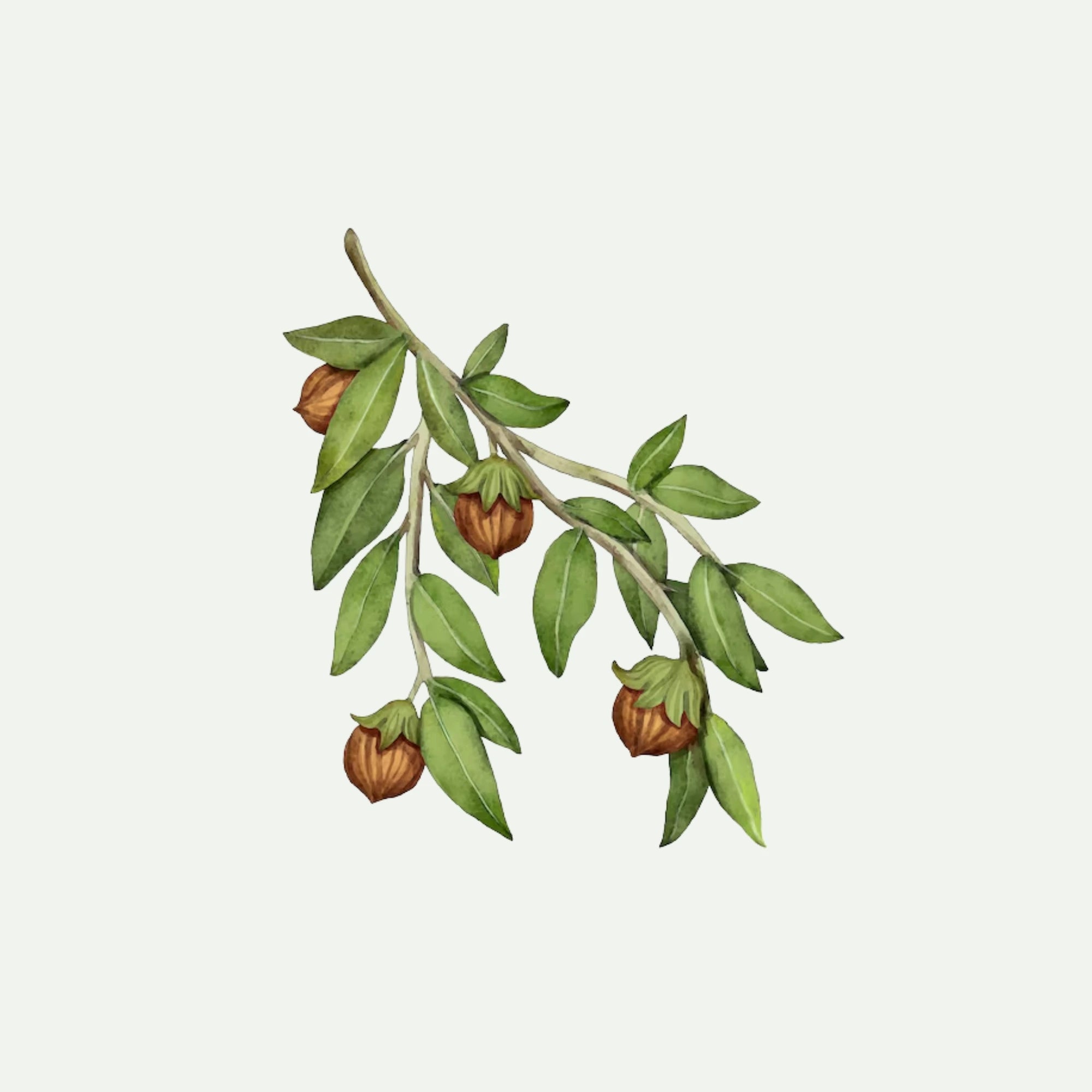 GOLDEN JOJOBA OIL for Hair