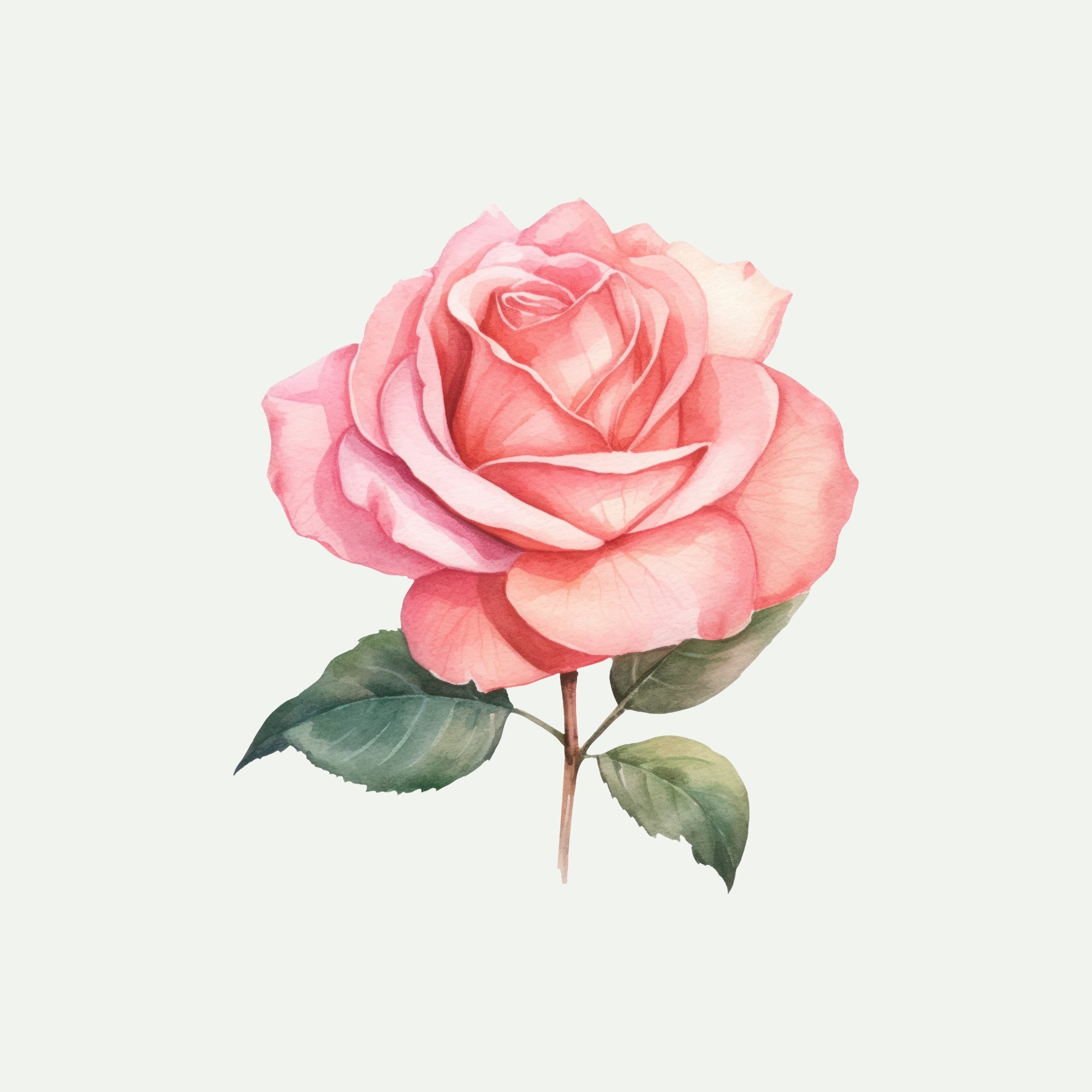 ROSE EXTRACT for Body