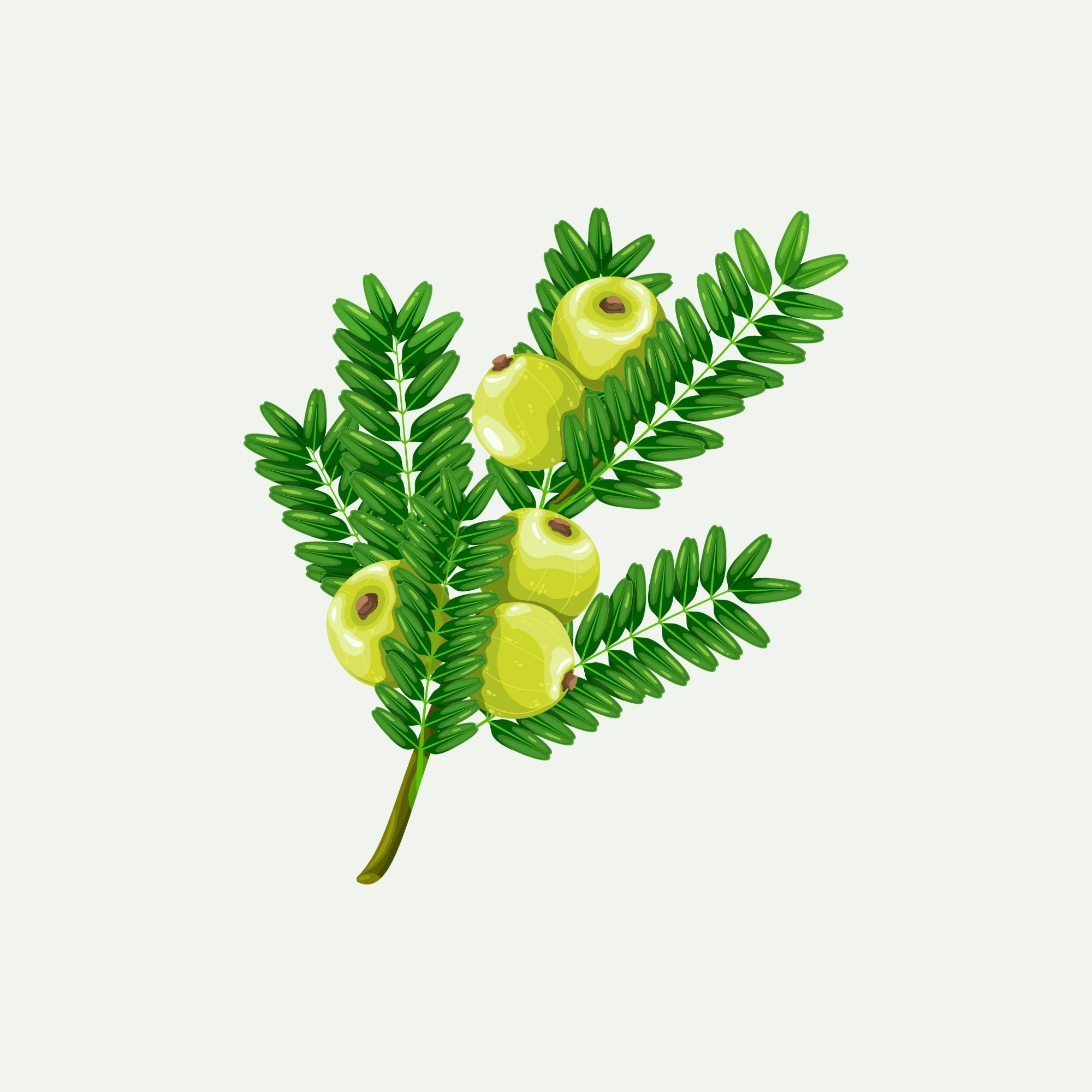 AMLA