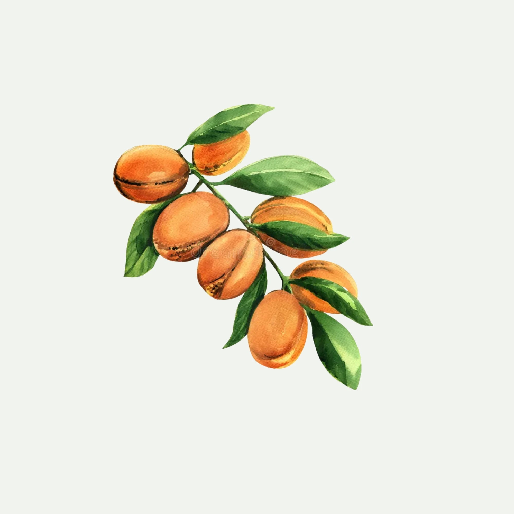 VIRGIN ARGAN OIL