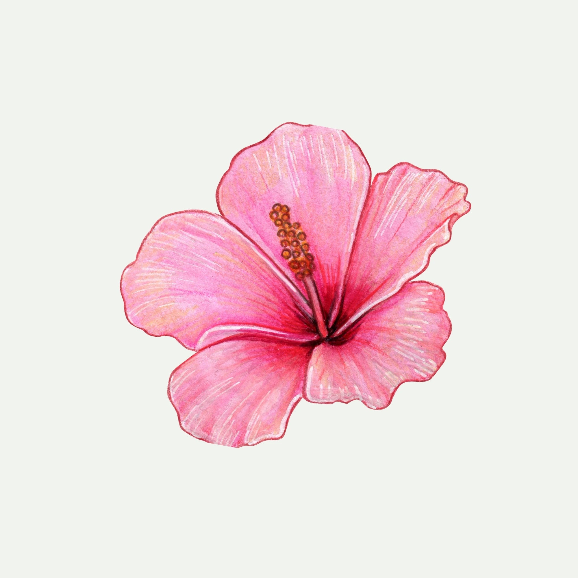 HIBISCUS
