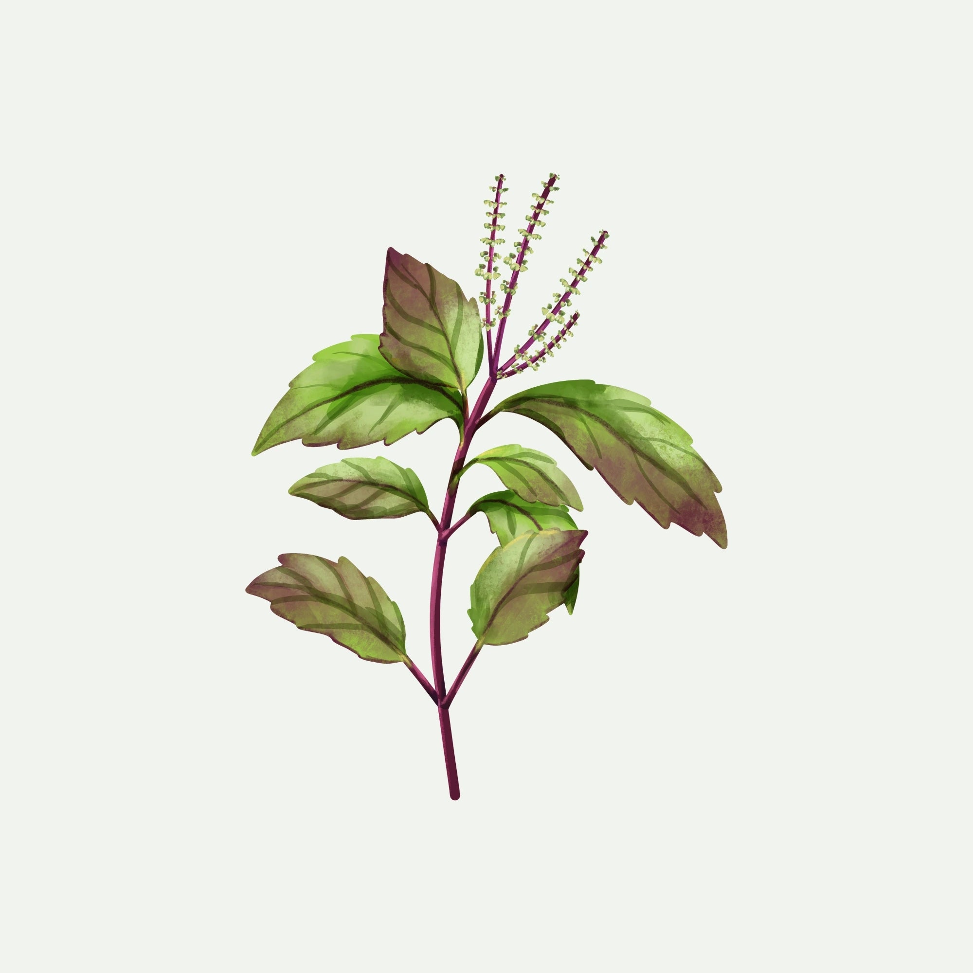 TULSI EXTRACT (HOLY BASIL)