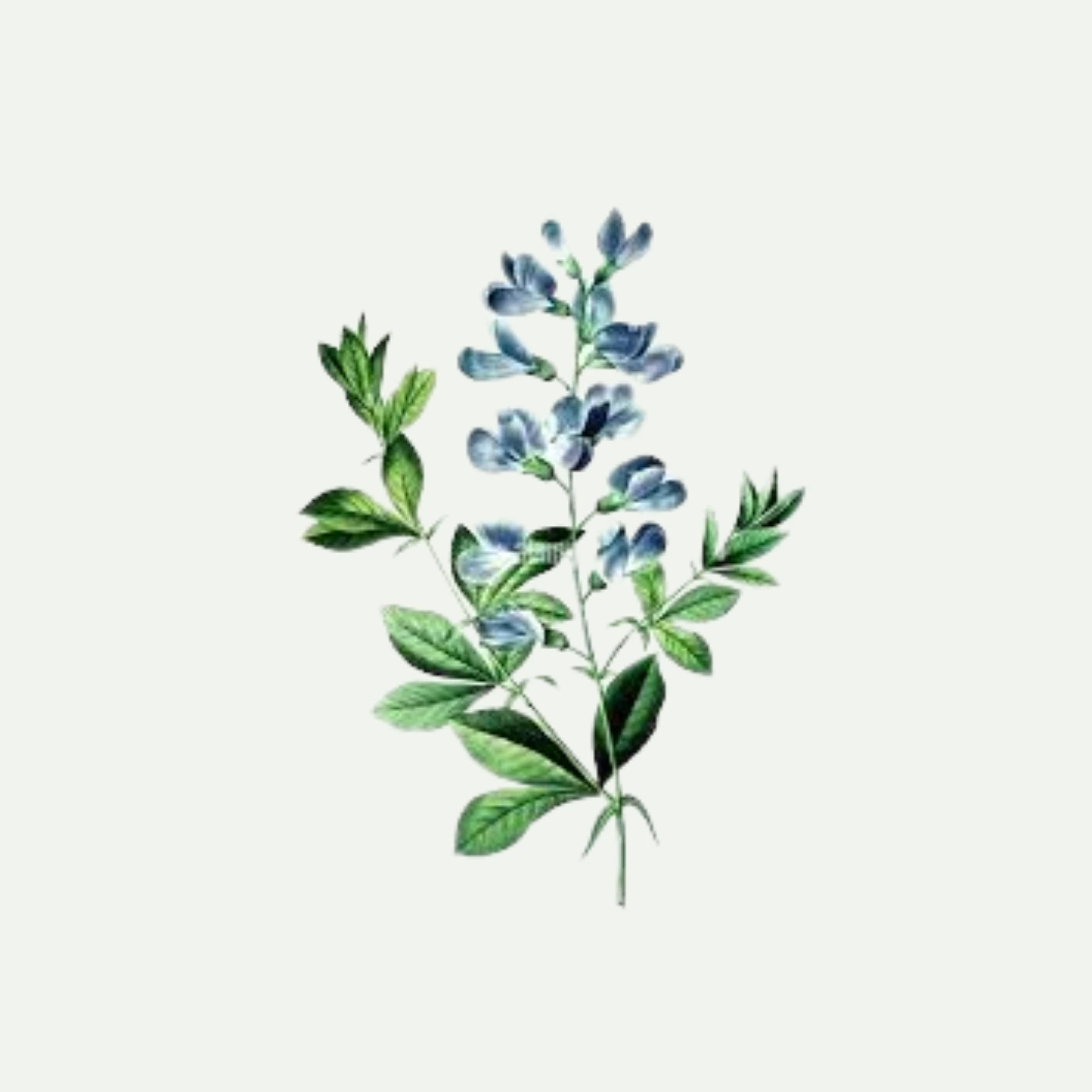 INDIGO