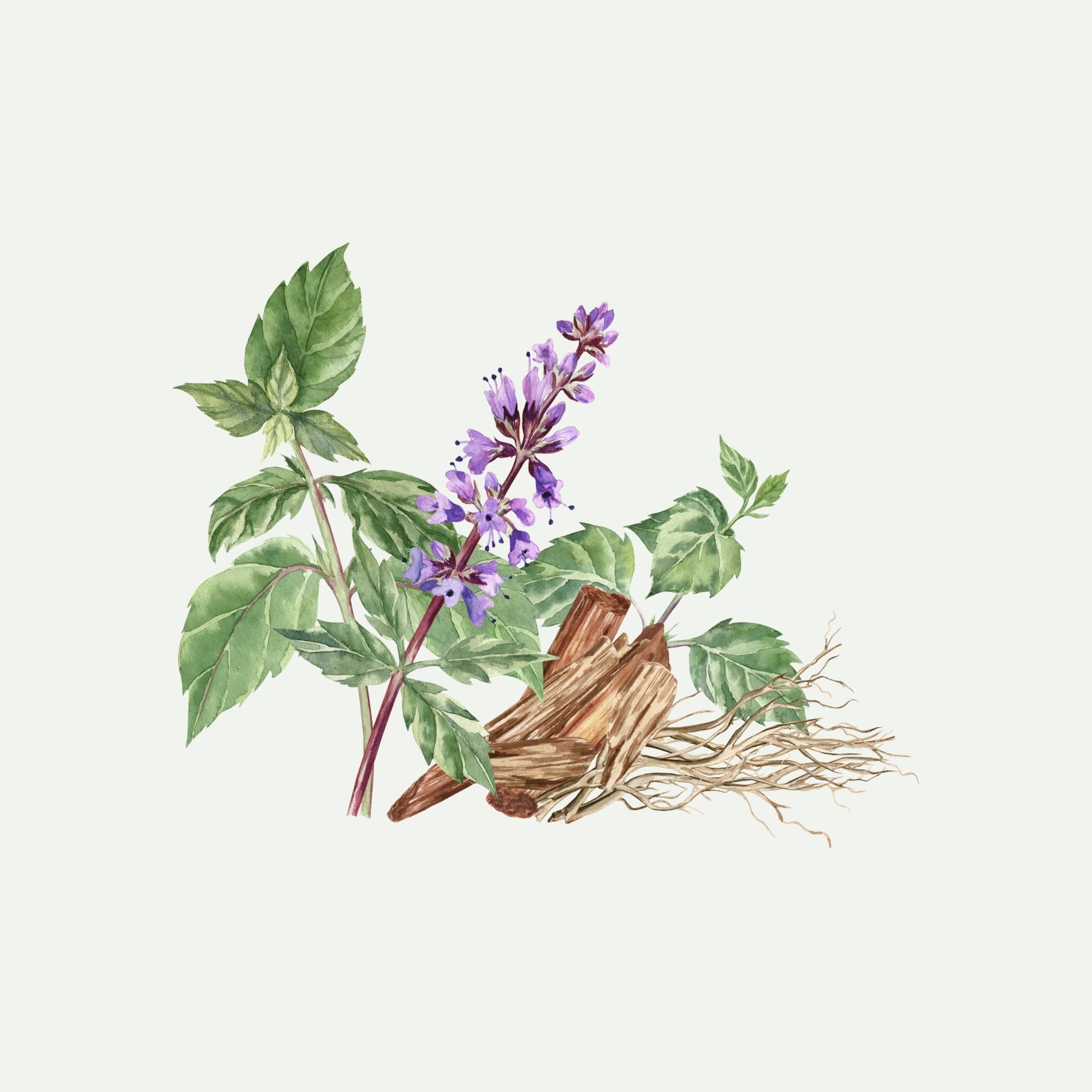PATCHOULI OIL 