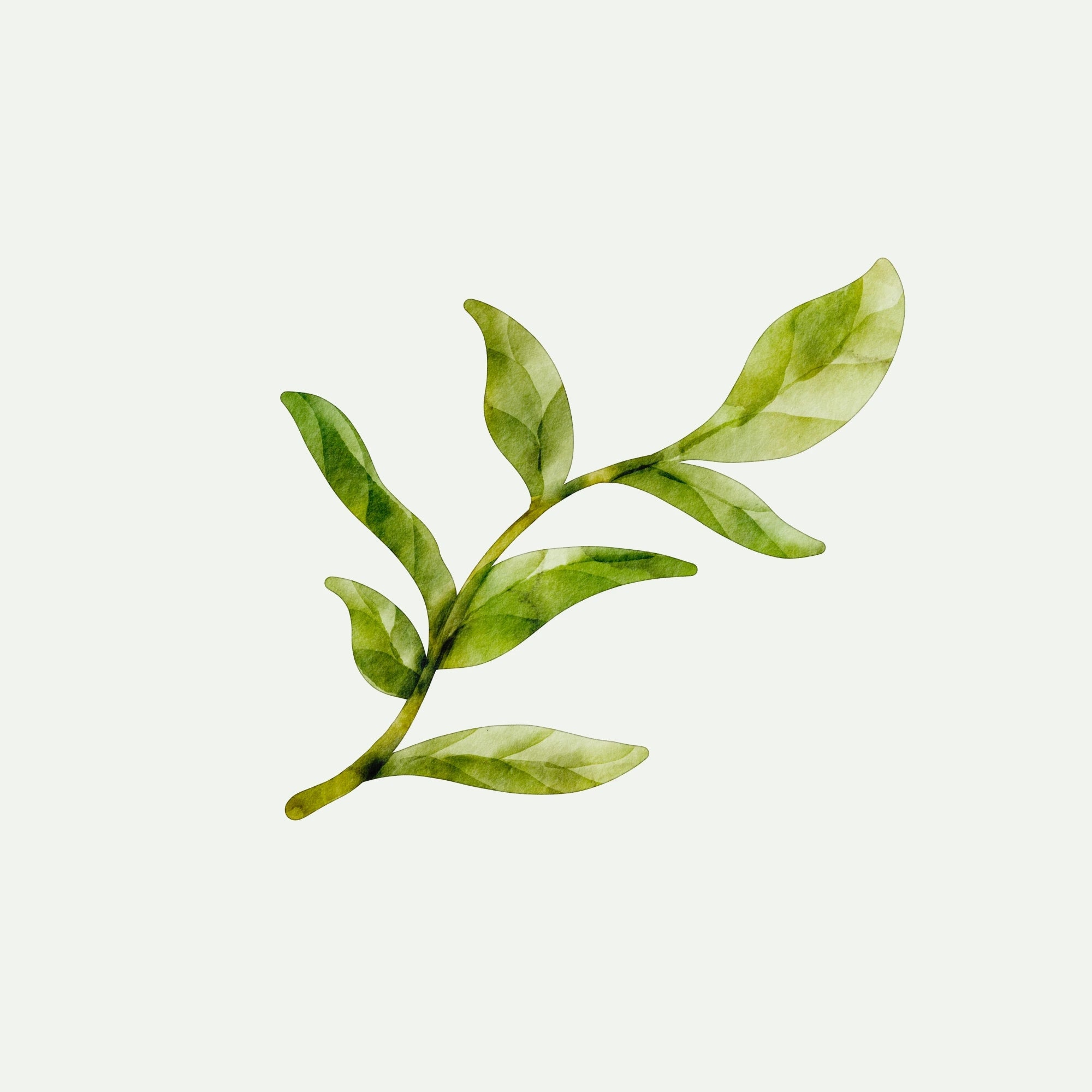 TEA TREE EXTRACT